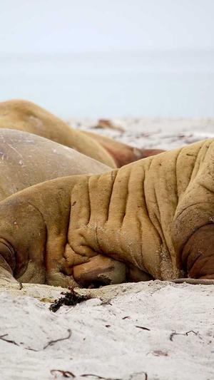 小旋风万能蜘蛛池设置截图2