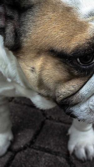 泛目录程序seo截图3