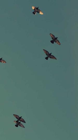 seo蜘蛛池使用教程截图2