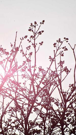 蜘蛛池出租价格截图4