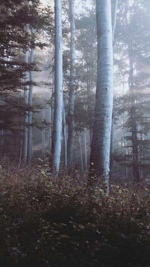 梦幻西游私服截图2