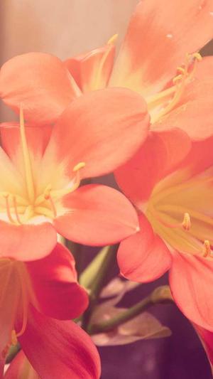 梦幻西游私服2022截图1