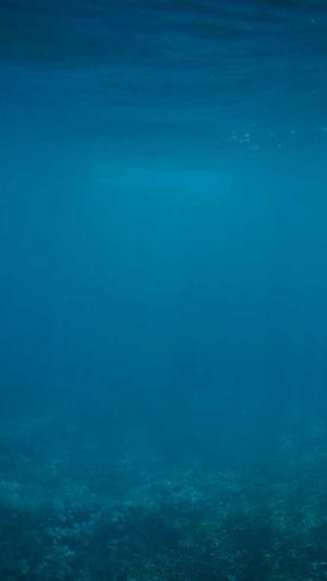 什么是蜘蛛池图片截图1