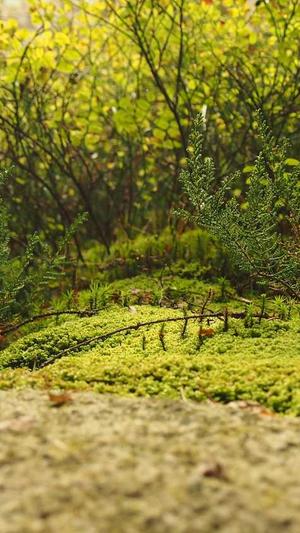 小旋风万能蜘蛛池x7截图1