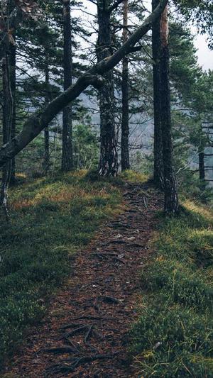 红蜘蛛池在哪里看蜘蛛截图1