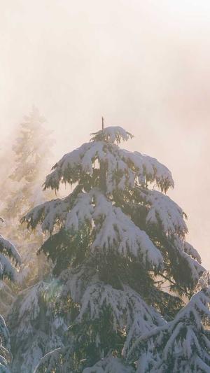 泛目录网站案例截图1