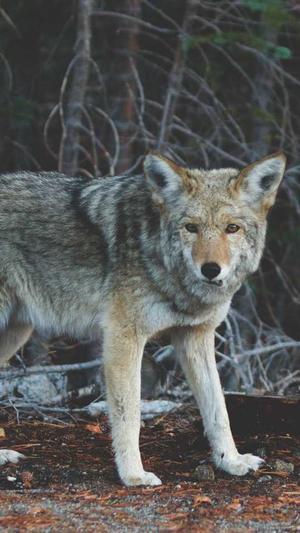 搜外蜘蛛池截图2