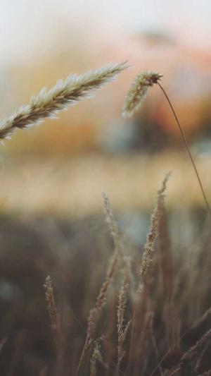 梦幻西游手游有私服吗截图2